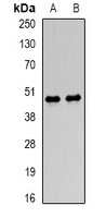 LUM antibody