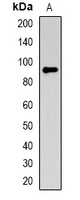 Anti-NRAGE Antibody