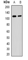 MALT1 antibody