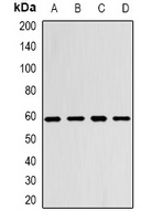Anti-Monoamine Oxidase B Antibody