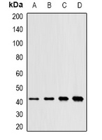 MAPK11 antibody