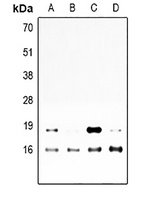 MBP antibody