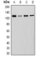 MCM6 antibody