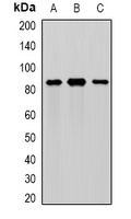 MEP1A antibody