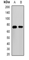 Anti-MMP25 Antibody