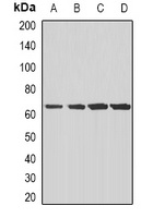 MSR1 antibody