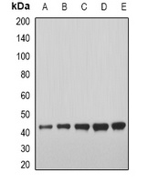 MSTN antibody