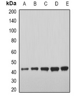 Anti-GDF8 Antibody