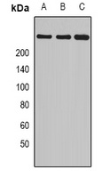 Anti-Myosin 1 Antibody