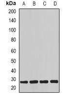 MYOG antibody