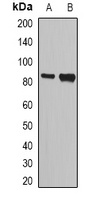 Anti-NASP Antibody