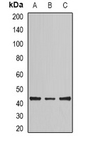 Anti-NCK2 Antibody