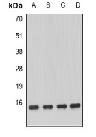 NDUFA13 antibody