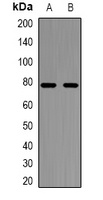 Anti-NFAT2 Antibody