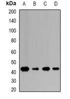 NPRL2 antibody