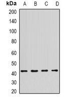 NPY4R antibody