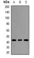 Anti-TLX Antibody