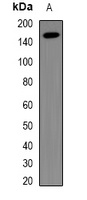 NUP155 antibody