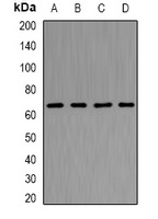 Anti-NUP62 Antibody