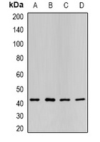 Anti-P2Y2 Antibody