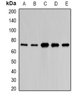Anti-PAIP1 Antibody