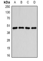 Anti-PDCD2L Antibody