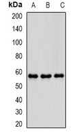 Anti-PDE1B Antibody