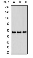 PDE1B antibody