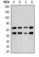 Anti-LIM Antibody