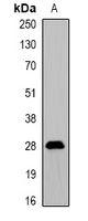 Anti-ProDynorphin Antibody