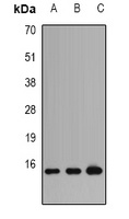 PFN1 antibody