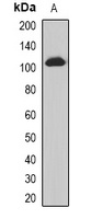 Anti-PHC3 Antibody