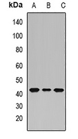 Anti-PHF6 Antibody