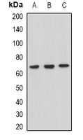 DNA polymerase theta antibody