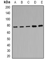 POR antibody