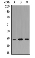 POU2AF1 antibody