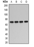 Anti-PPP2R1A Antibody