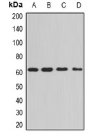 Anti-PPP3CA Antibody