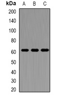 PRF1 antibody