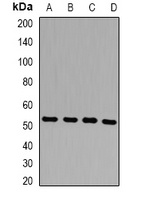 Anti-Presenilin 2 Antibody