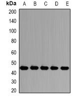 PSMD13 antibody