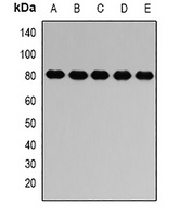 Anti-PTP epsilon Antibody