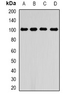 Anti-RALBP1 Antibody