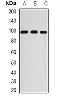 Anti-RANGAP1 Antibody