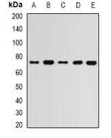 Anti-RBBP5 Antibody