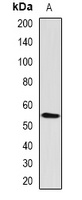 Anti-RBPJ Antibody