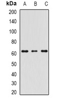 Anti-RIPK2 Antibody