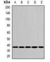 RPS3A antibody