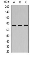 Anti-SAMHD1 Antibody
