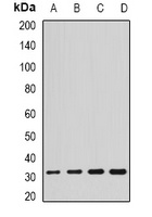 Anti-SCO2 Antibody